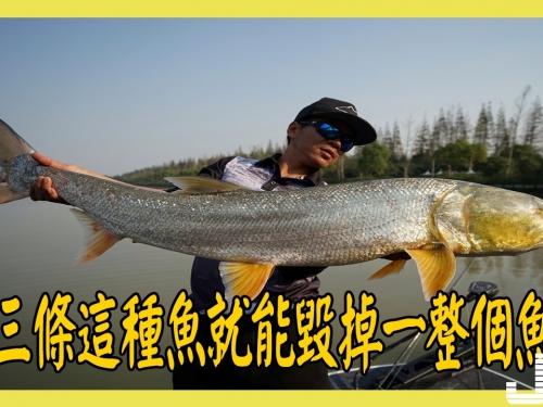 兩三條這種魚就能毀掉一整個魚塘，硬骨魚中的超級大胃王