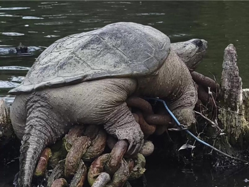 劃船遇巨龜做日光浴 殼太小遮不住 露出肥臀被看光