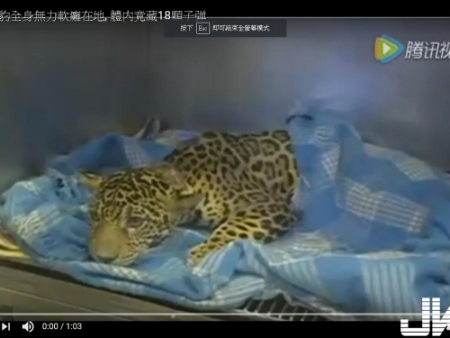 小美洲豹全身無力軟癱在地, 體內竟藏18顆子彈