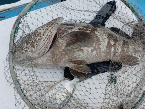 釣石斑、送枋頭？ 箱網釣客意外「一鉤雙魚」