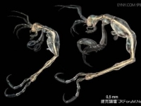 驚悚「骷髏蝦」　加州近海發現新種甲殼動物