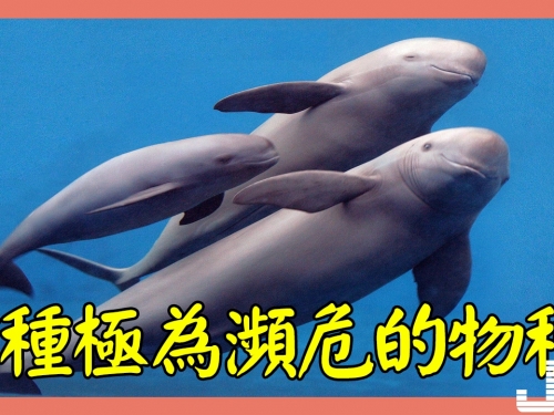 5種極為瀕危的物種，第3種為中國獨有，有滅絕可能