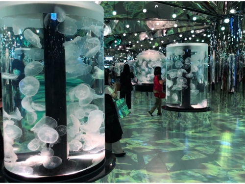 企鵝在你身邊遊泳！桃園青埔「Xpark水族館」必逛必拍 4 大看點　還有水豚表演餵食秀！