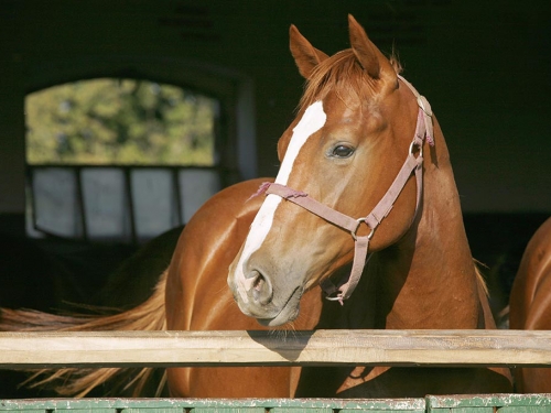 19歲男「性侵2懷孕母馬」害流產 飼主抓包氣炸