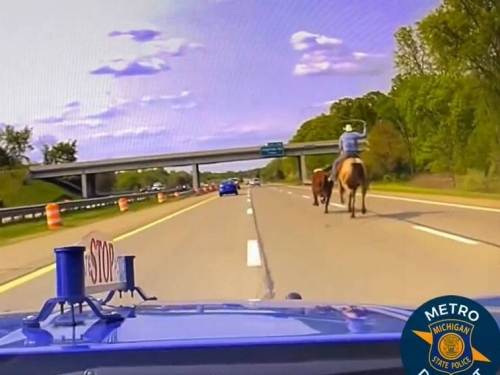美國州際公路驚見飼主騎馬追牛 網笑：西部牛仔拍電影