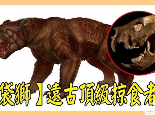 【袋獅】已滅絶的有袋食肉猛獸，咬合力最強，遠古澳洲的頂級掠食者！戰鬥力如此強，...