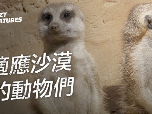 適應沙漠環境的動物是如何做到的？| 奇怪動物紀錄片
