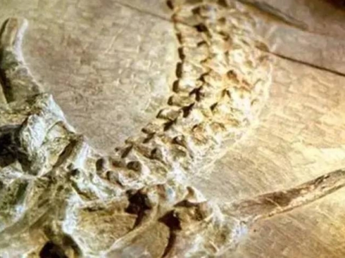 南水北調時挖出6000年前七米「長龍」！專家：原來龍真的存在