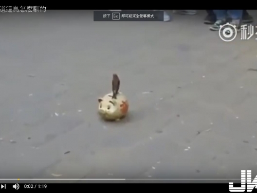 我想知道這鳥怎麼馴的