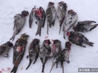 肥肥大山雀的反轉一面，牠專門啃食…