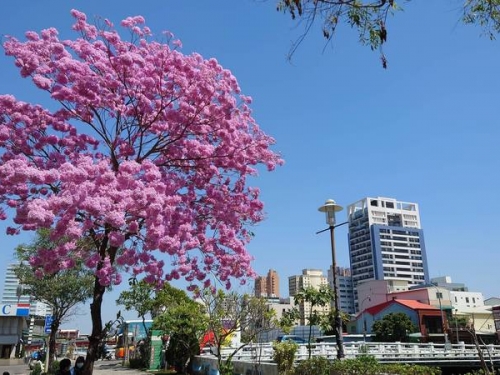 台南正美 粉紅爆花、木棉道唱情歌