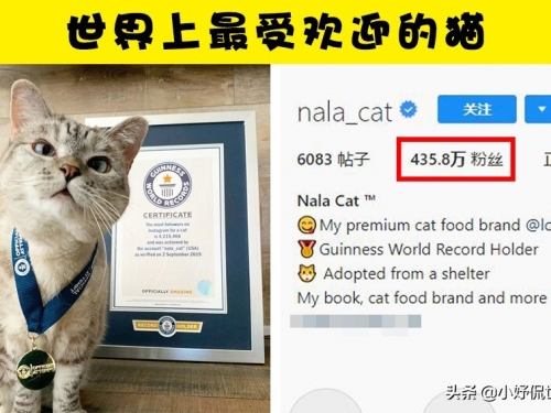 與動物相關的10個非常怪異的吉尼斯世界紀錄
