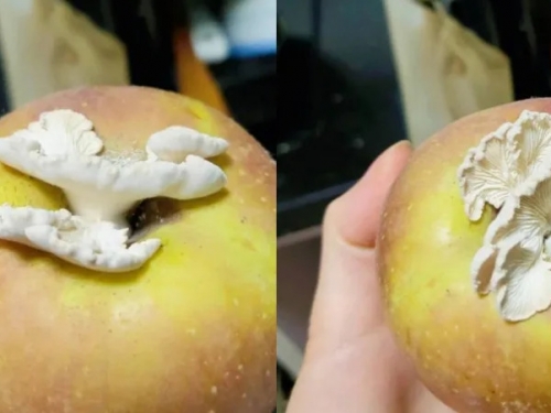 蘋果長出大蘑菇！專家證實「可以吃」 千里高價求購：有研究價值