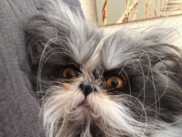 眼神會殺人的霸氣貓咪，如同關公再世