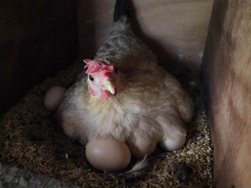 先有雞還是先有蛋？科學家找到關鍵原因解答了