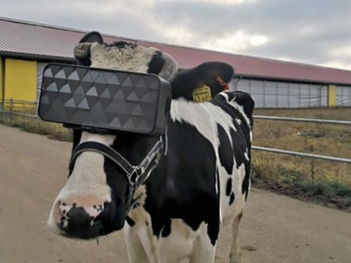 改善牛隻情緒，俄國牧場為乳牛配戴 VR 眼鏡