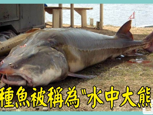 這種魚被稱為“水中大熊貓”，體重可達兩千斤，卻被捕殺殆盡