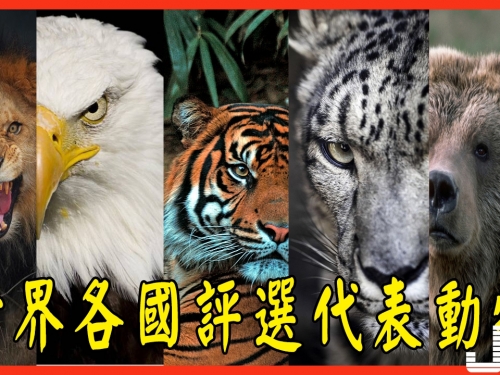美國網友爲世界各國評選代表動物，中國的不是熊貓，希臘的最可愛
