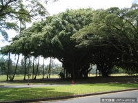 樹中『霸主』樹冠最大的樹：孟加拉榕樹