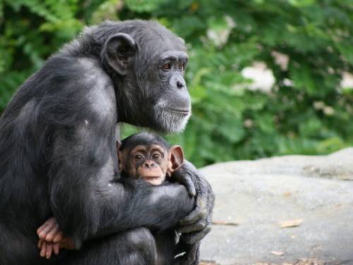 不照顧孫輩，雌性黑猩猩也有更年期？