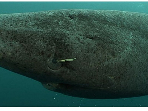 400 歲的格陵蘭鯊：解開地球最長壽脊椎動物的秘密