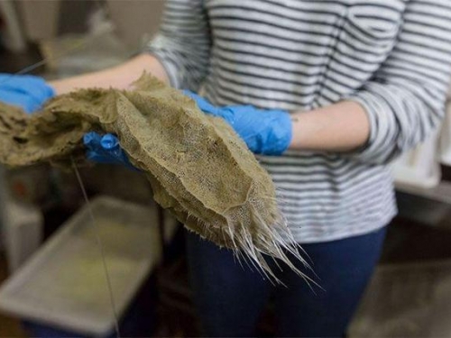 別說深海裡的生物長得醜他們生存也很艱難的