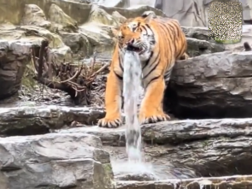 動物園驚現「虎口瀑布」雕像？ 陸遊客見眨眼、擺尾傻了