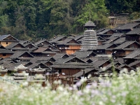 為保守一個近乎神話的祕方，這個村寨700年來不外娶、不外嫁