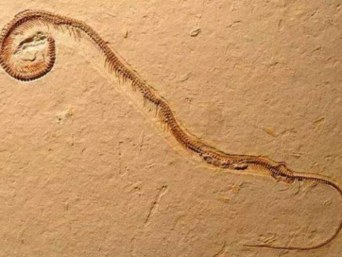 毒蛇進化的謎團：最會用毒的生物，從來不玩虛的