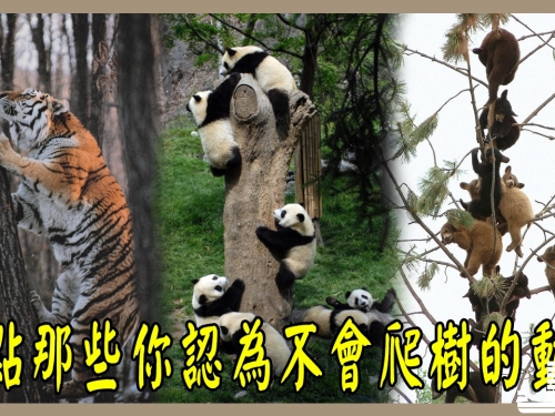 鱷魚和螃蟹也會爬樹！盤點那些你認為不會爬樹的逆天動物
