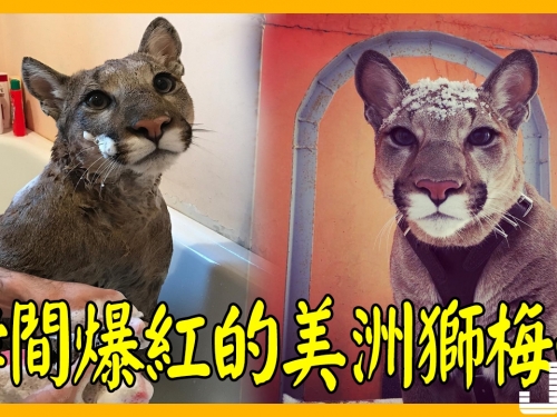 美洲獅梅西被當梗圖爆紅，原來竟曾是受虐動物！