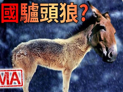 【UMA檔案】驢頭狼-中國神農架林區的混種猛獸，史前動物再現蹤跡?!