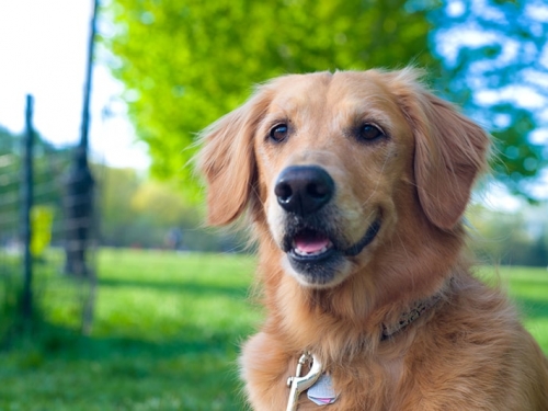 黃金獵犬因「獨特基因」而活得更長久？
