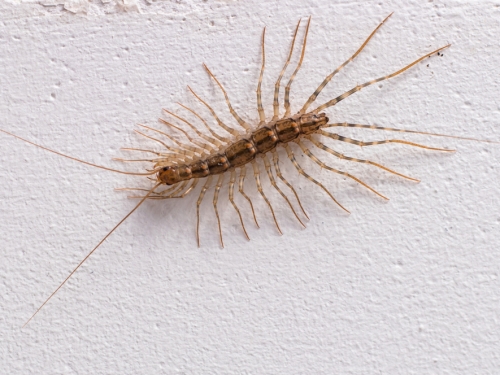 床縫鑽出巨蟲竟有30隻腳 網揭真實身分：蟑螂剋星