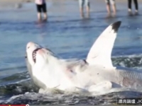 澳洲4米巨鯊海邊「瘋狂擺尾」　竟是吃海獅噎死