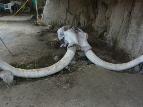 墨西哥挖垃圾場挖到史前狩獵陷阱，史上最大規模猛瑪象遺跡出土