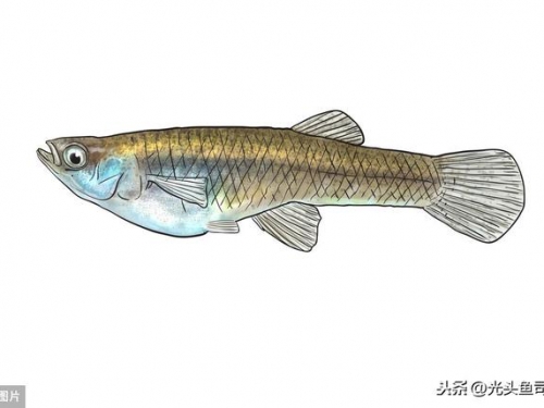 食蚊魚引發的“慘案”，它不僅僅吃蚊子，更是魚類的剋星