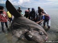 重達1.5噸 印尼海岸驚現巨無霸「海怪」