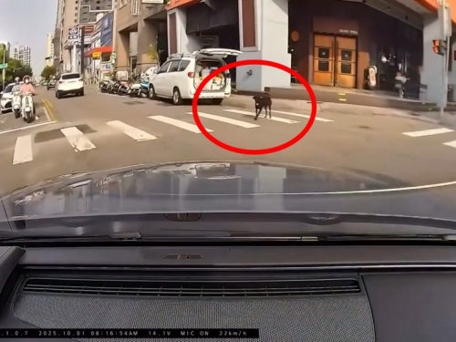 轎車轉彎禮讓小黑「過馬路」　網友調侃：很多人連狗都不如