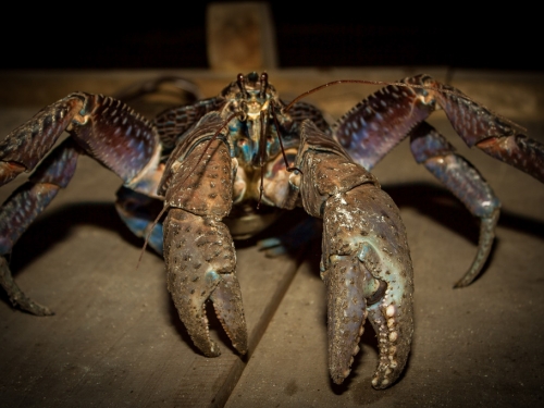 無人島露營聽到詭異窸窣聲 男出帳驚見「持刀殺人蟹」