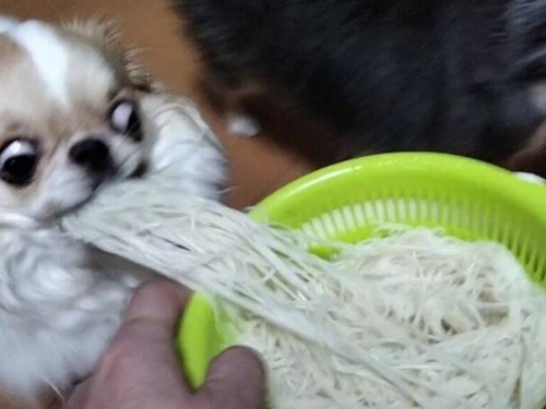 餓「吉」了！貪吃愛犬劫持麵線 犯案表情逗樂1000萬人