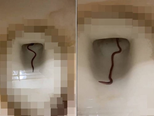 馬桶撞見疑似蚯蚓怪蟲 他分享衝擊畫面...結果「這點」更衝擊