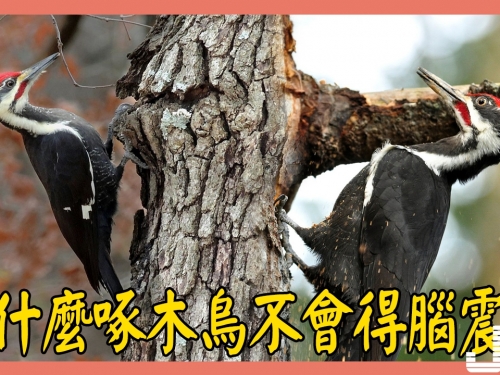 四個科學理由告訴你：為什麼啄木鳥不會得腦震盪