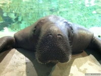 最老海牛「Snooty」慶祝67歲生日　緩緩出水萌翻了！