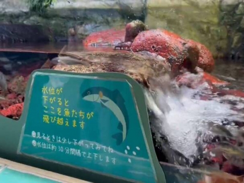 日本水族館完美展示「小魚逆流而上」