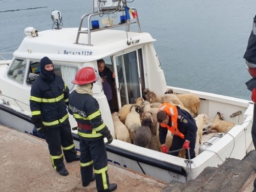好難過！貨輪載14000隻綿羊翻覆海中 僅32隻獲救