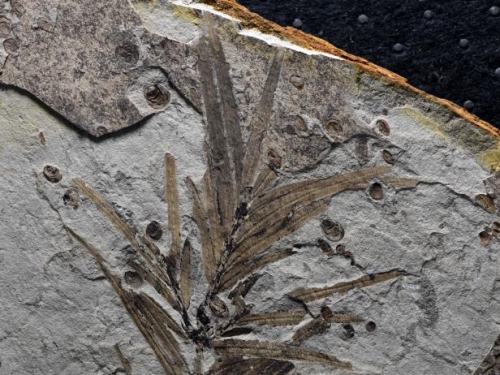 揭秘！存活1.6億年的植物“活化石”長什麼樣？