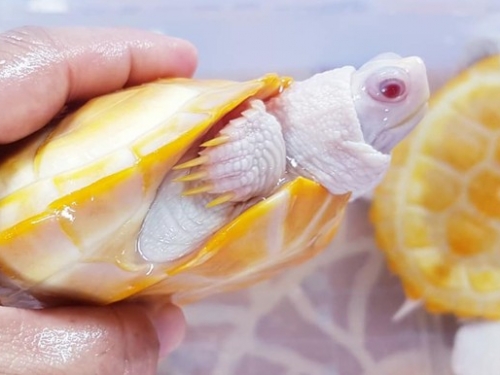橙色龜殼！小烏龜猶如「片片鮮橙」　網曝背後可憐真相：壽命短