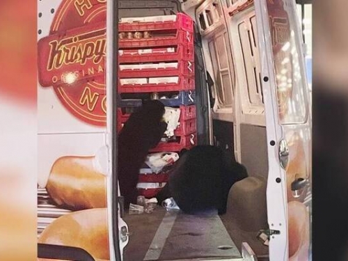 貨車忘關門20盒甜甜圈被吃光光！不速之客竟是一對黑熊