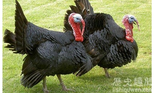 世界上最危險的鳥:食火雞